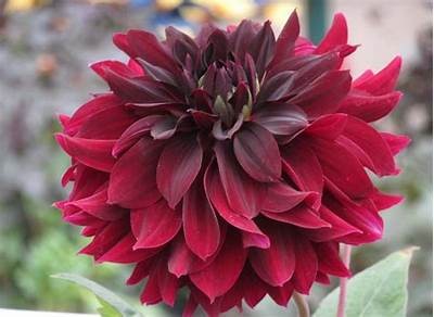 Exploring the Beauty and History of Rip City Dahlia in Urban Gardens