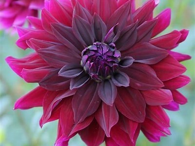Exploring the Beauty and History of Rip City Dahlia in Urban Gardens