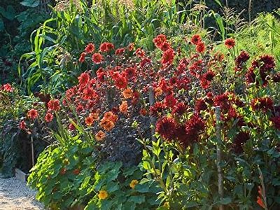 Exploring the Beauty and History of Rip City Dahlia in Urban Gardens
