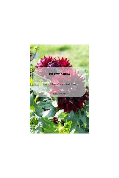 Exploring the Beauty and History of Rip City Dahlia in Urban Gardens