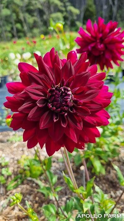 Exploring the Beauty and History of Rip City Dahlia in Urban Gardens